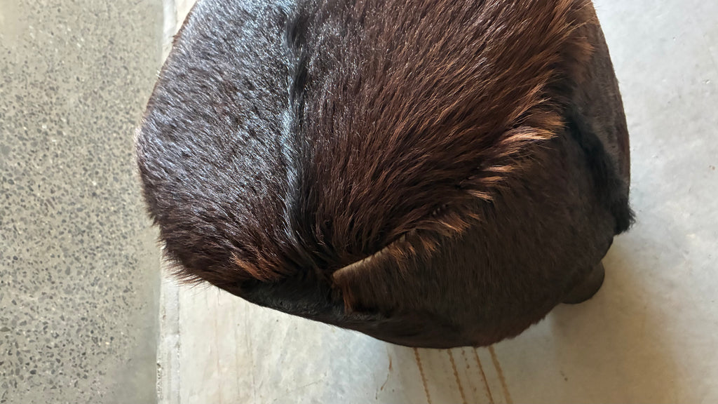 Mid-century cow hide footstool with carved timber feet 1970s